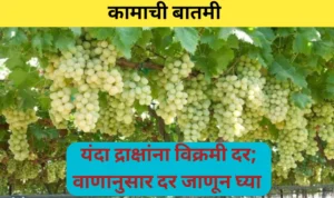 नैसर्गिक आपत्तीमुळे उत्पादन कमी; मात्र यंदा द्राक्षांना छान भाव