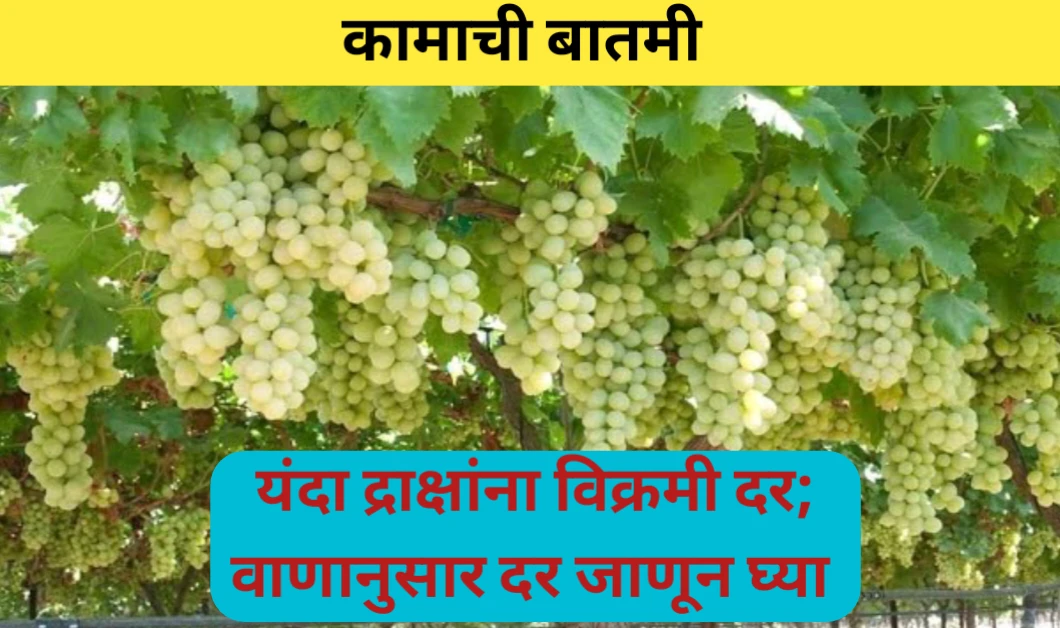 नैसर्गिक आपत्तीमुळे उत्पादन कमी; मात्र यंदा द्राक्षांना छान भाव