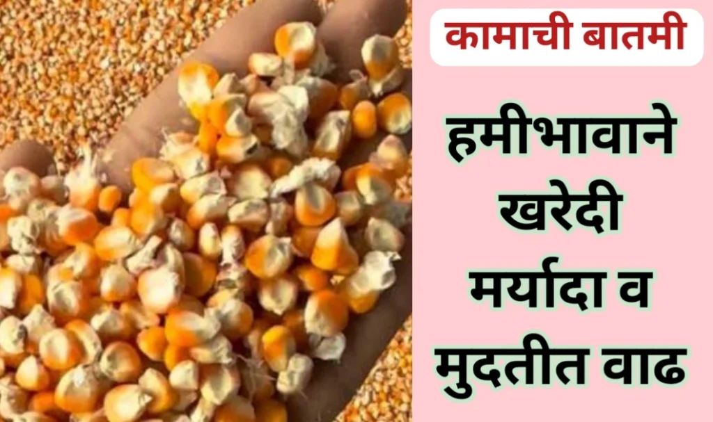 हमीभावाने खरेदी मर्यादा व मुदत वाढली