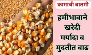 हमीभावाने खरेदी मर्यादा व मुदत वाढली