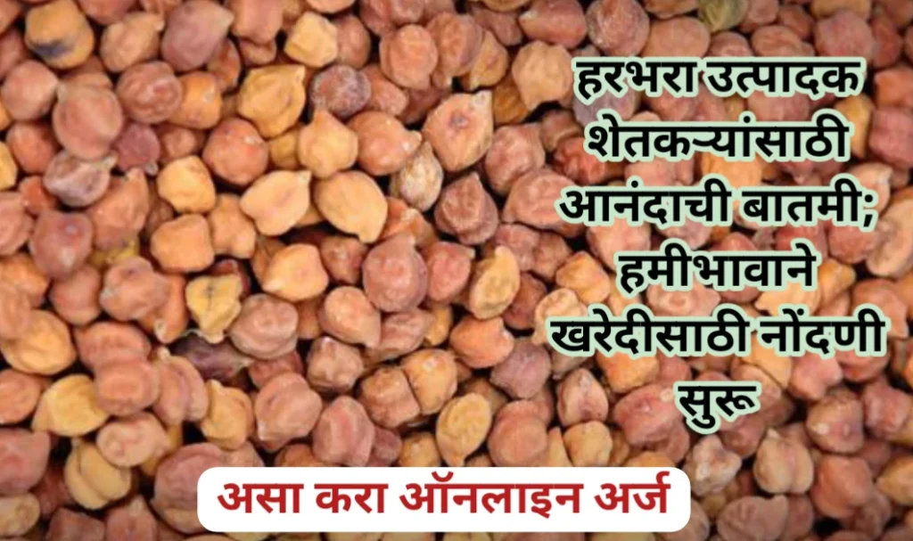 हरभरा हमीभाव खरेदीसाठी नोंदणी सुरू