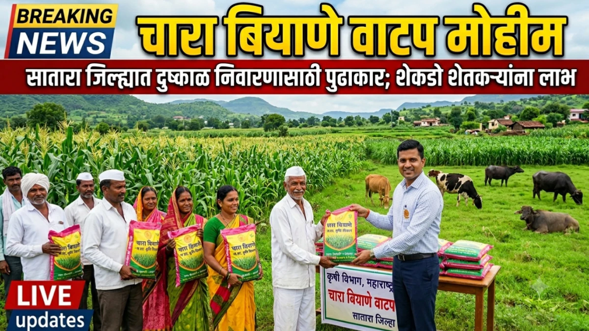 सातारा जिल्ह्यात चारा टंचाईवर मात करण्यासाठी मोठी मोहीम; पशुपालकांना उच्च दर्जाचे चारा बियाणे वाटप मोहीम सुरू