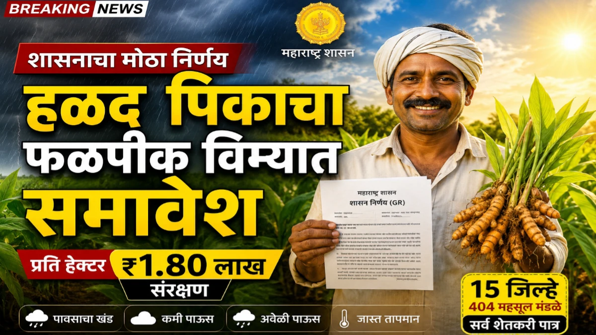 हळद पिकाचा फळपीक विमा योजनेत समावेश: शासनाचा महत्वाचा निर्णय