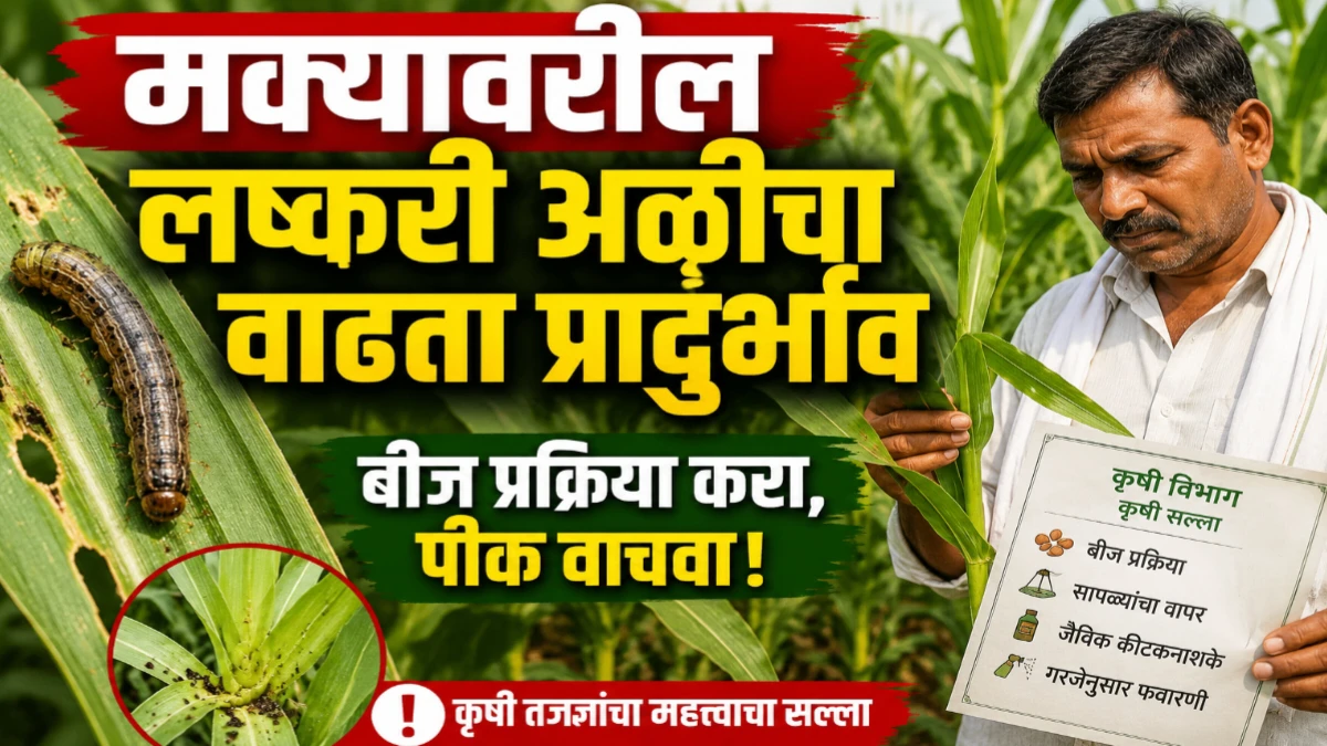 मक्यावरील लष्करी अळी आणि बीज प्रक्रिया व्यवस्थापन: फॉल आर्मीवर्म नियंत्रणासाठी संपूर्ण मार्गदर्शक