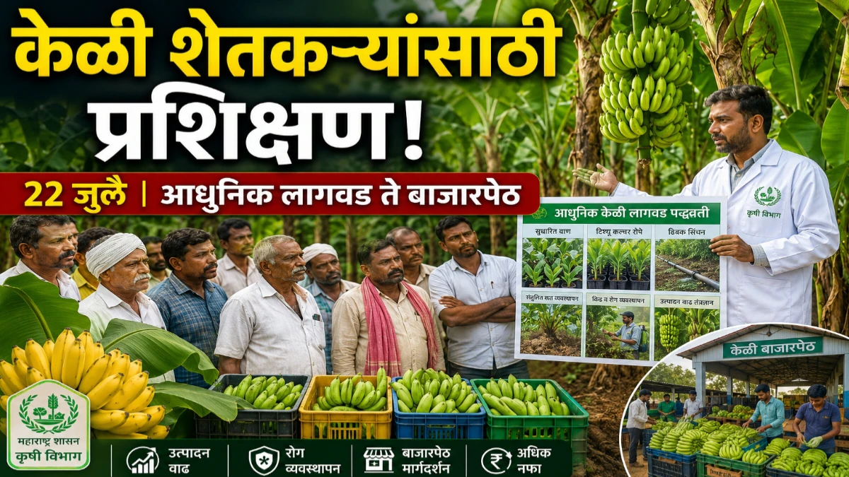 केळी उत्पादक शेतकऱ्यांसाठी केळी परिषद व प्रशिक्षण कार्यक्रम | 22 जुलै रोजी वर्धा येथे आयोजन
