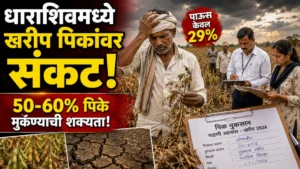धाराशिव जिल्ह्यात खरीप पिकांवर संकटाचे सावट; कमी पावसामुळे ५० ते ६०% पिके मुकण्याची शक्यता