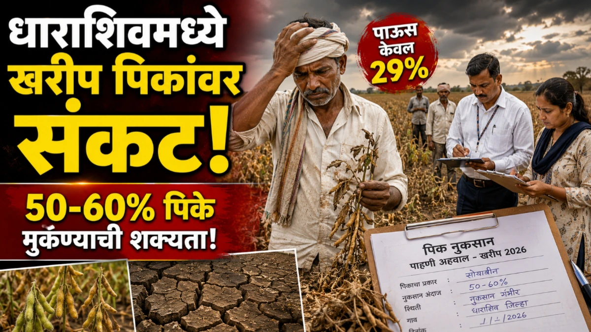 धाराशिव जिल्ह्यात खरीप पिकांवर संकटाचे सावट; कमी पावसामुळे ५० ते ६०% पिके मुकण्याची शक्यता