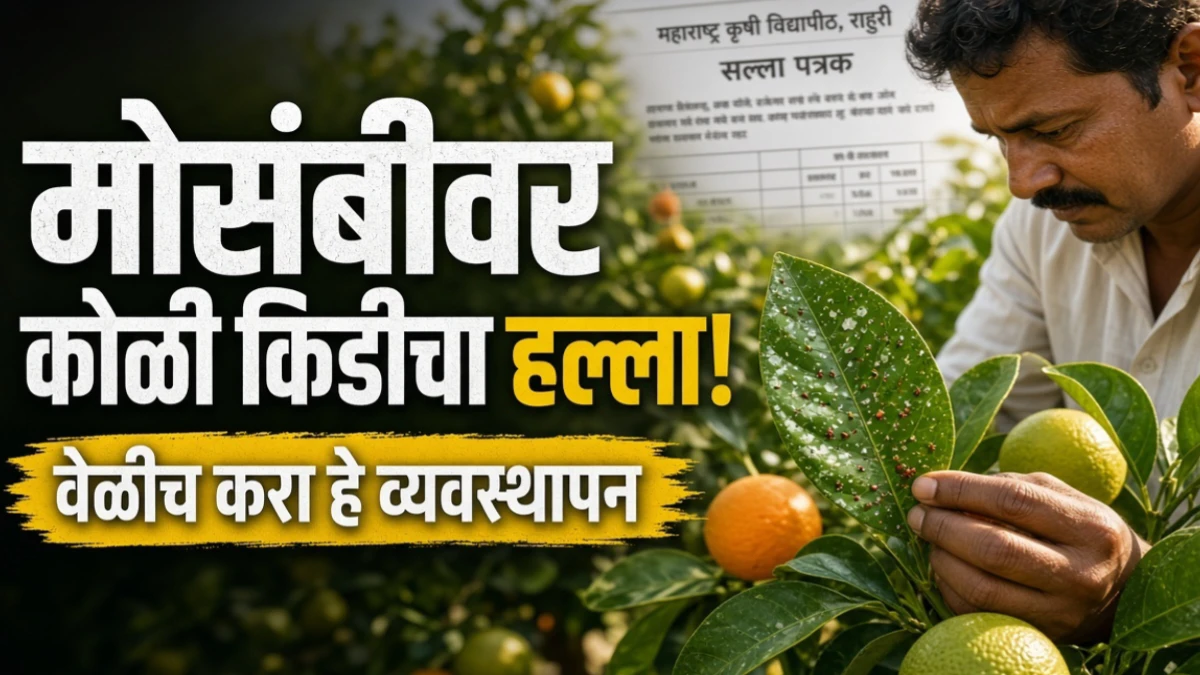 लिंबूवर्गीय पिकांवर कोळी किडीचा प्रादुर्भाव वाढतोय? फळांची प्रत खराब होण्यापूर्वी करा हे व्यवस्थापन