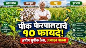 पीक फेरपालट का करावा? जमिनीची सुपीकता टिकवण्यापासून उत्पादन वाढीपर्यंत जाणून घ्या १० महत्त्वाचे फायदे