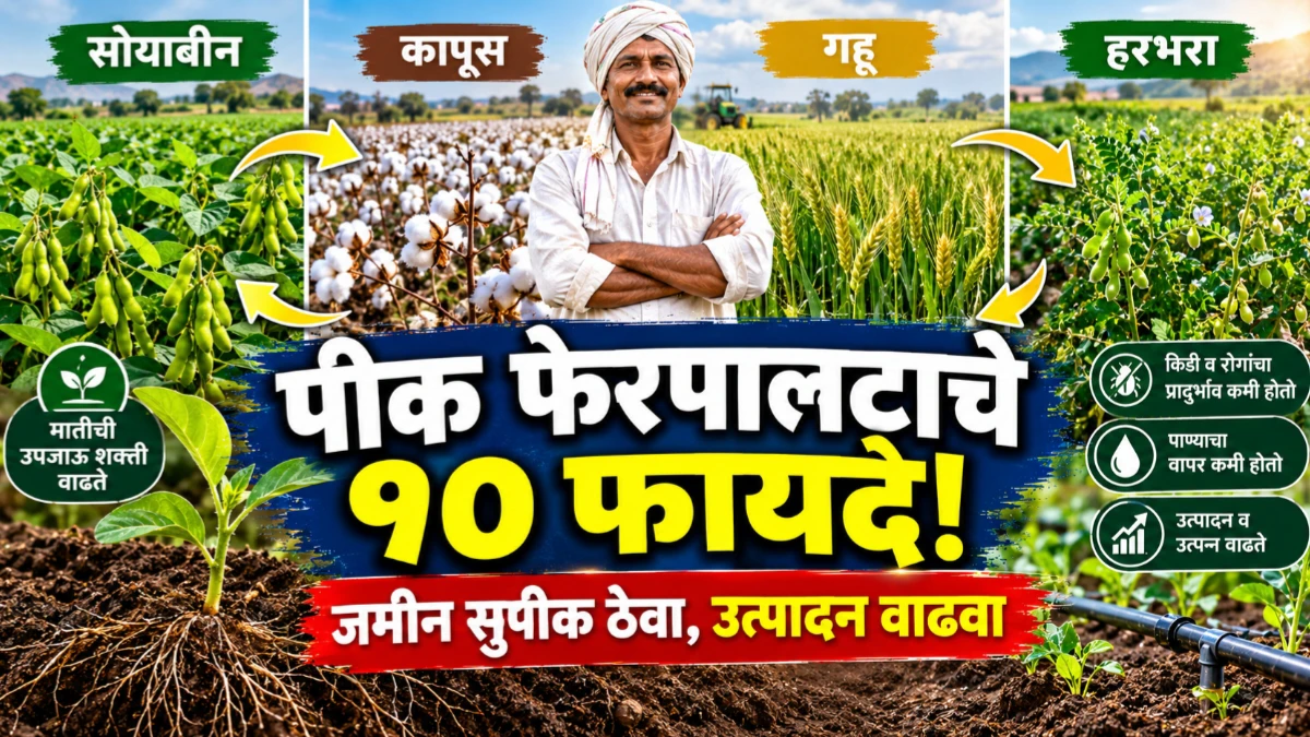 पीक फेरपालट का करावा? जमिनीची सुपीकता टिकवण्यापासून उत्पादन वाढीपर्यंत जाणून घ्या १० महत्त्वाचे फायदे