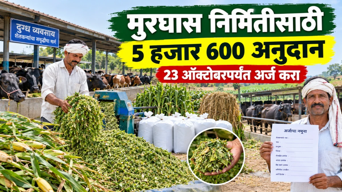 मुरघास निर्मितीसाठी प्रति एकर 5 हजार 600 रुपये अनुदान; शेतकऱ्यांनी 23 ऑक्टोबरपर्यंत अर्ज करावेत